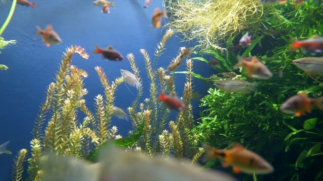 Двенадцатый настрой