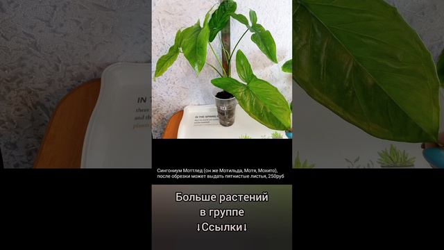 8.04.24 #Растения почтой🌿Липецк🌸Филодендроны🌿Орхидеи🌸Сингониумы🌿Аглаонема🌸Эпифиллум🌿 #цветы