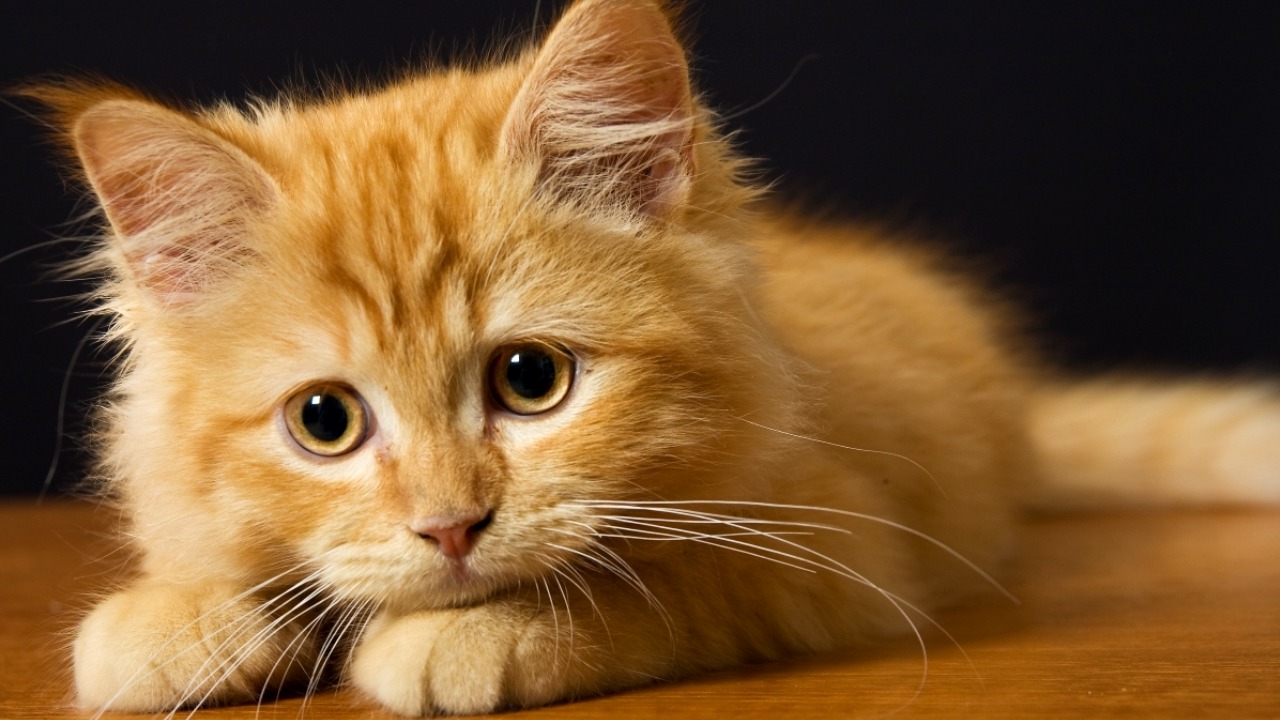 Суровый водитель не смог сдержать слез, встретившись с любимым котом. Трогательная история