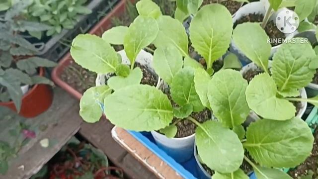 Тепличный Vlog ?. В теплицу не заходила один день, что же изменилось_