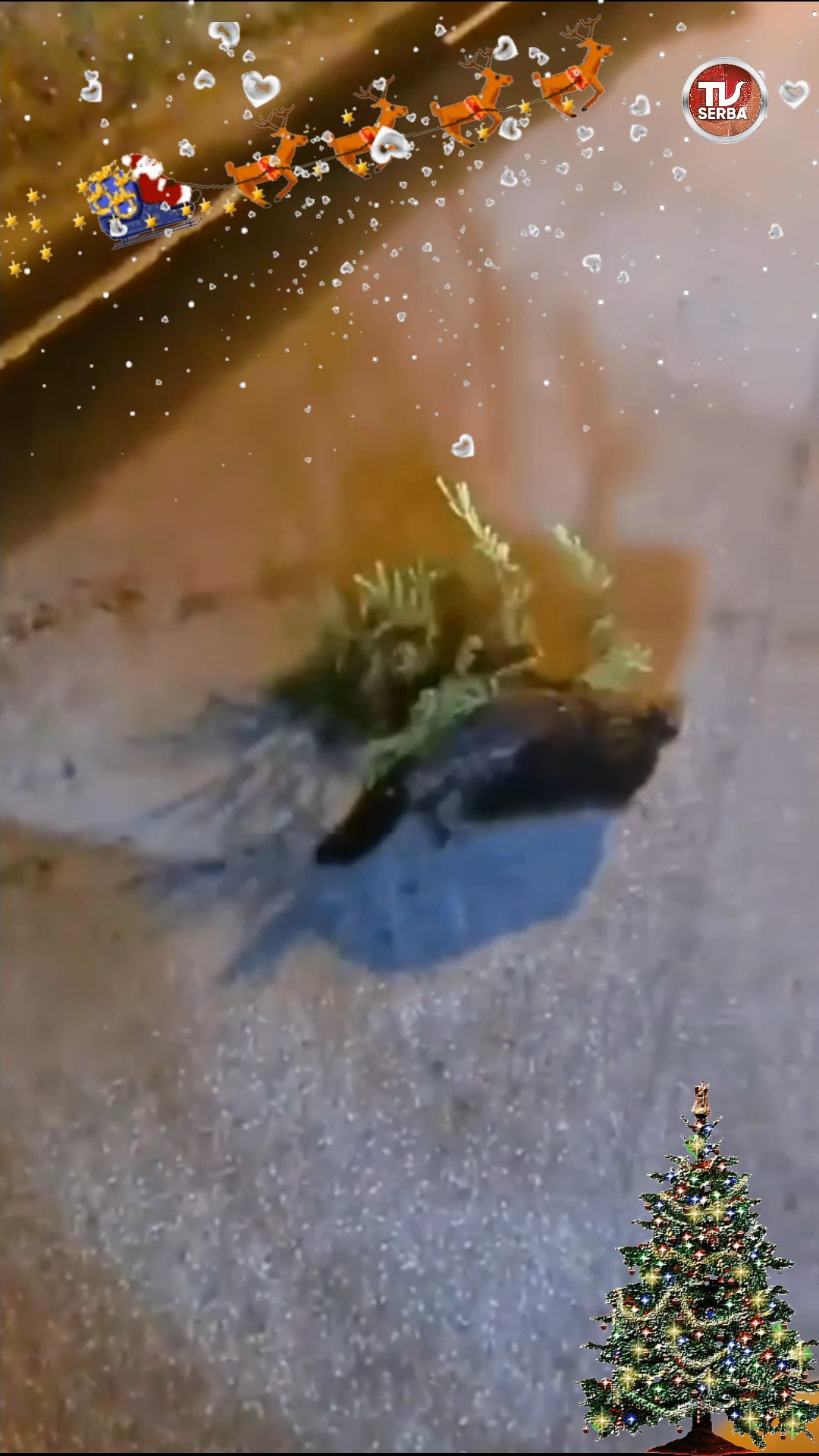 Бобер готовится к Новому году!  НОВЫЙ ГОД К НАМ МЧИТСЯ! / СербаТВ ?