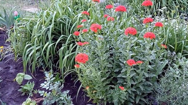 #сад#красивые_деревья_и_кустарники#обзор_сада Обзор нашего сада!Интересная березка!.mp4