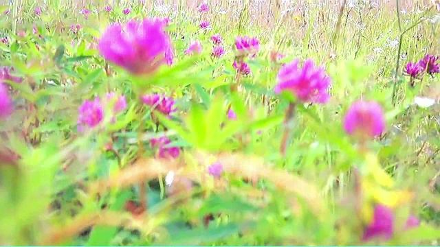 Азамат Исенгазин - Белые ромашки.mp4