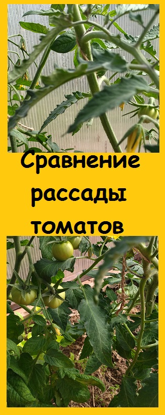 Сравним рассаду , росшую в теплице, с рассадой, стоявшей на окне - разница очевидна!
#дача #сад
