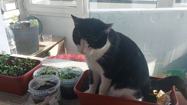 кот уничтожил рассаду