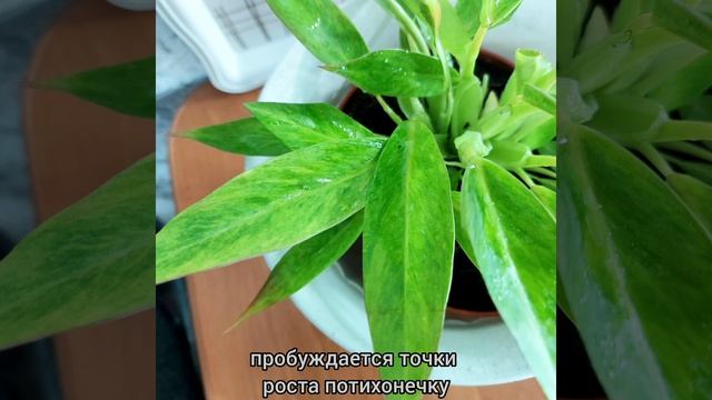 Новички из последних посылок??Филодендроны, Рафидофора?Как адаптируются #цветы #растения #shorts