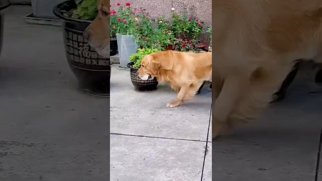 Старик все еще ошеломлен?