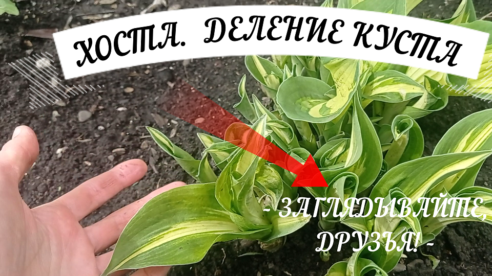 #хоста ХОСТА .ДЕЛЕНИЕ КУСТА