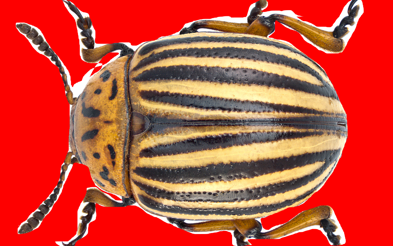 КАК ИЗБАВИТЬСЯ ЗА 3 МИНУТЫ ОТ КОЛОРАДСКОГО ЖУКА НА КАРТОШКЕ!