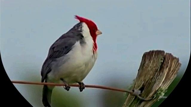 Лесной водопад. Пение Птиц. Звуки природы. Релакс