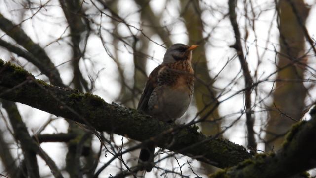 Голоса птиц, дрозд рябинник скрипит сквозь клюв, наблюдение птиц в Великом Новгороде 25.03.2024