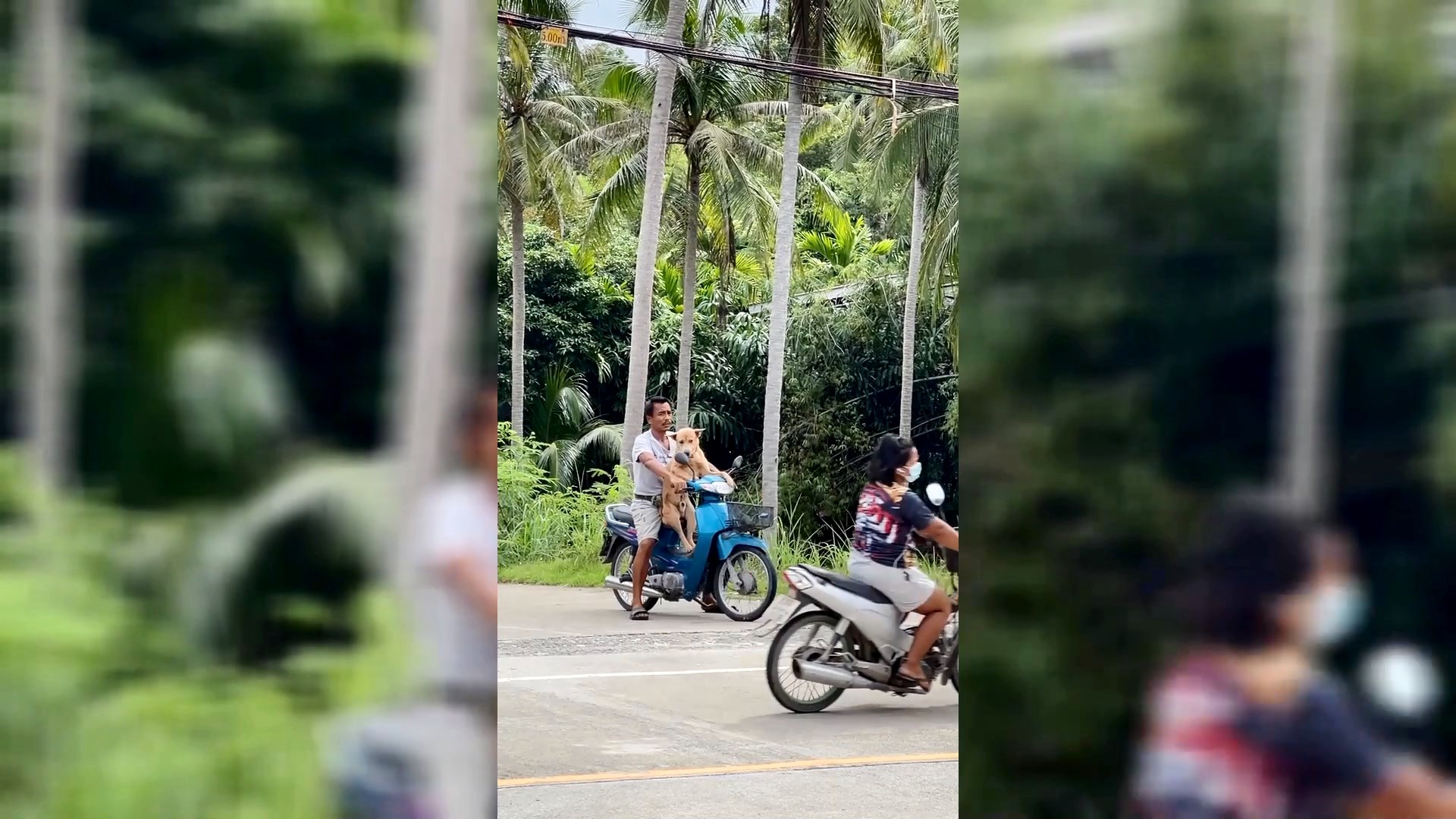 Собака рулит на мопеде