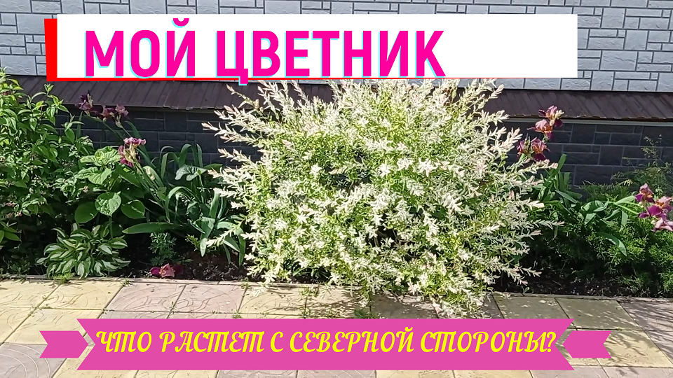 #цветник МОЙ СЕВЕРНЫЙ ЦВЕТНИК #северныйцветник#северный_цветник#хоста#ирисы#ива#хакуро_нишики#можжев