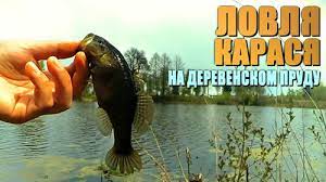 Рыбалка в деревенском пруду  на карася ...