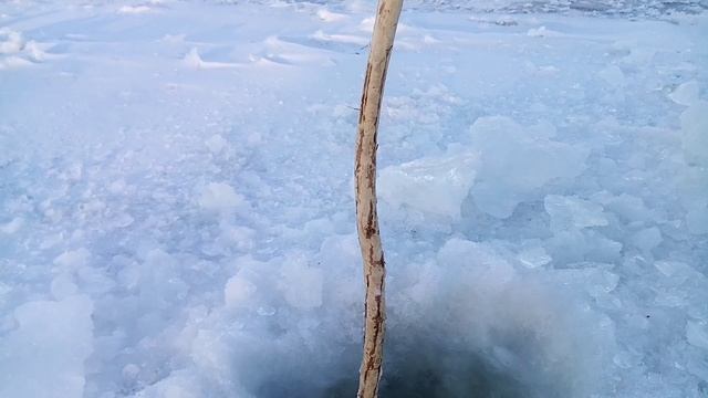 Тычки на хищника. Проверка 28.11.2022г.