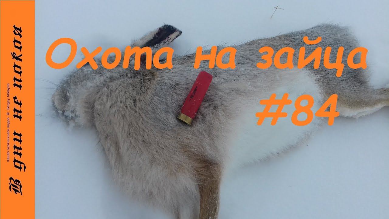 Охота на зайца. Выпуск № 84 18+