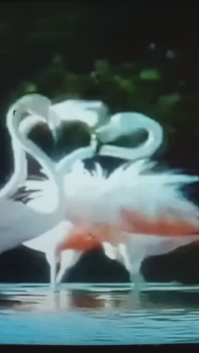 Танцующие ФЛАМИНГО и другое...#Shorts