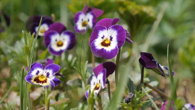 ЦВЕТЫ ДЛЯ КЛУМБЫ