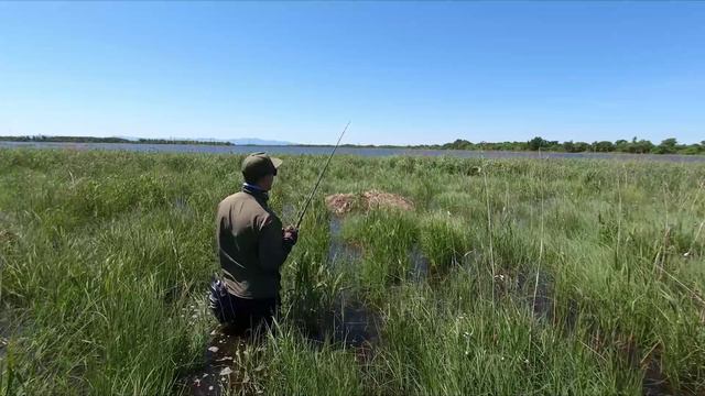 В этих дебрях живут реальные рыбы-монстры, тут спиннинги разлетаются в щепки. Ловля змееголова.