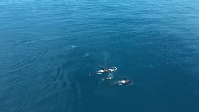 Косатки на маяке Анива, Сахалинская область