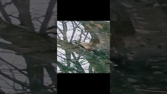 Дятел за окном?❄️