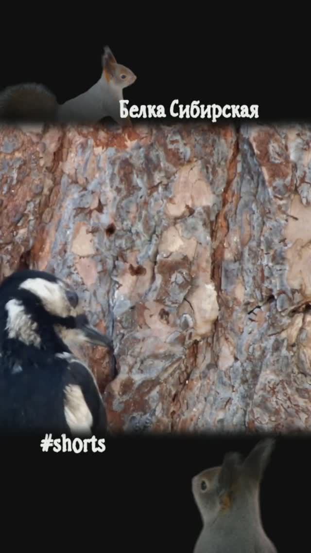 #shorts Дятел ест муравьев