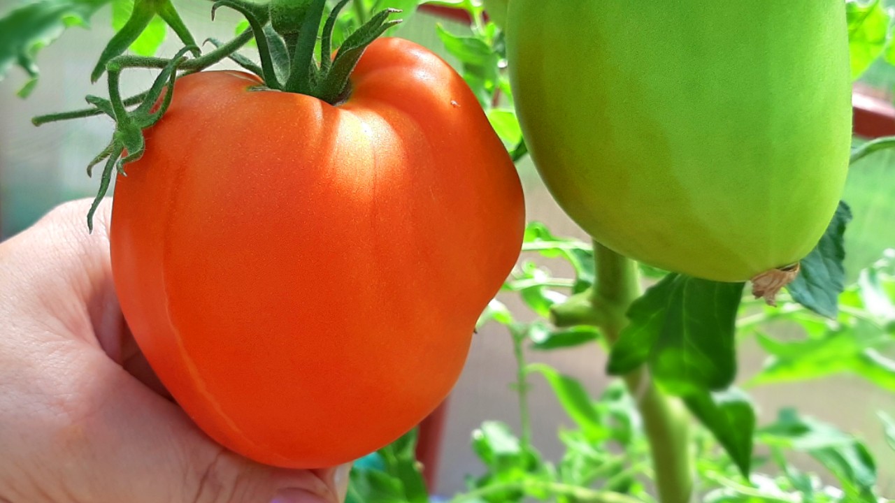 Томат Амишей пасты.