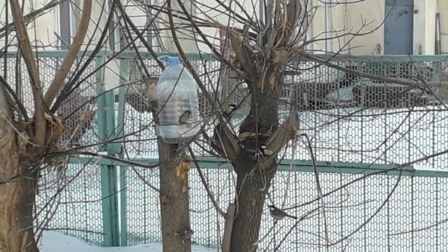 Птички у кормушки.