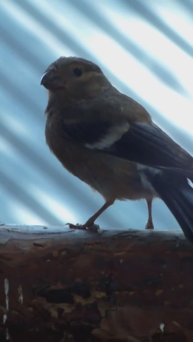 Так выглядит птенец снегиря