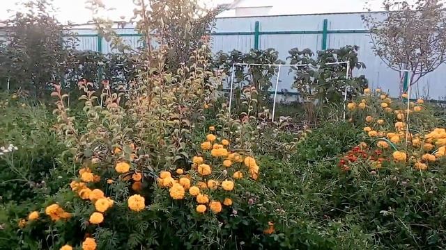 #вредители_сада#обработка_от_вредителей Обработка груши против вишневого слизистого пилильщика!.mp4