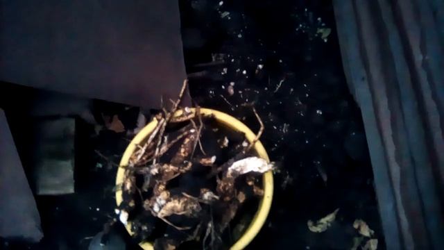 Куда, когда и как лучше всего садить / пересаживать всеми любимую огородную культуру - ХРЕН