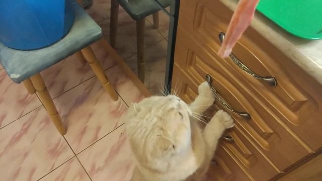 Дай рыбку Не жадничай.