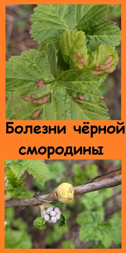 Осмотрела куст СМОРОДИНЫ, БОЛЕЮЩИЙ ГАЛЛОВЫМ ПОЧКОВЫМ КЛЕЩЁМ - показываю, что это такое? 
#сад #дача