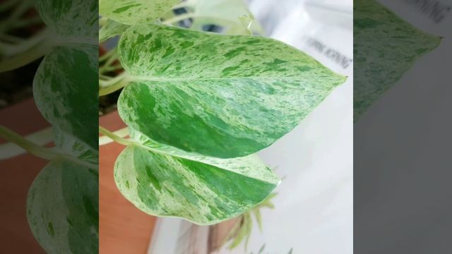 Неприхотливое #растение с почти белыми листьями? #эпипремнум Мраморная Королева #цветы #лиана