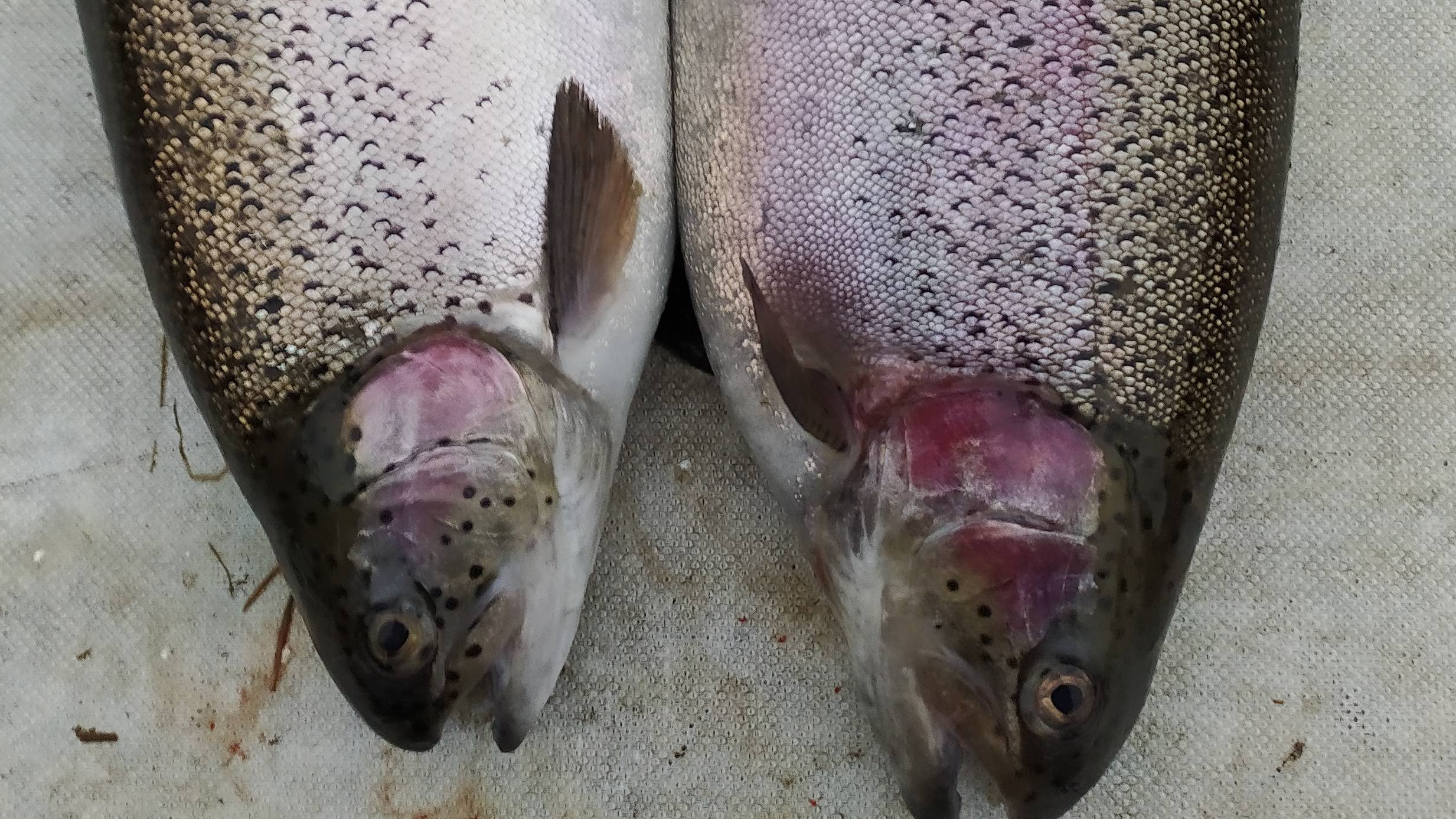 Мисайлово Trout. 30 мая. Форель в жару.mp4