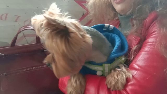 Маленькая собачка