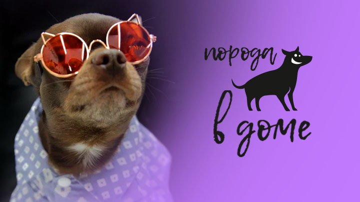 Проект «Порода в доме». 1 серия. Чихуахуа. 2023