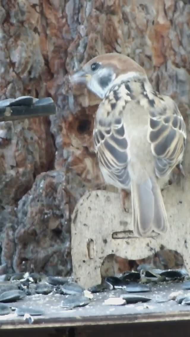 Молодой воробушек желторотик