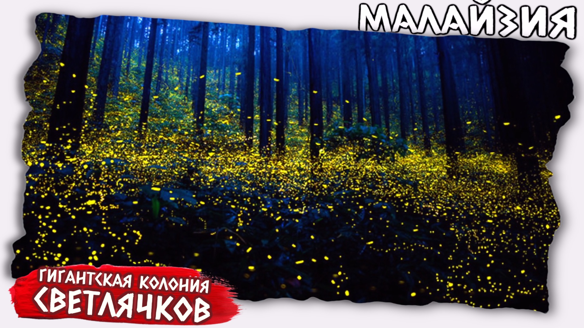 Парк светлячков в Куала Лумпур // Лучшие места в Малайзии