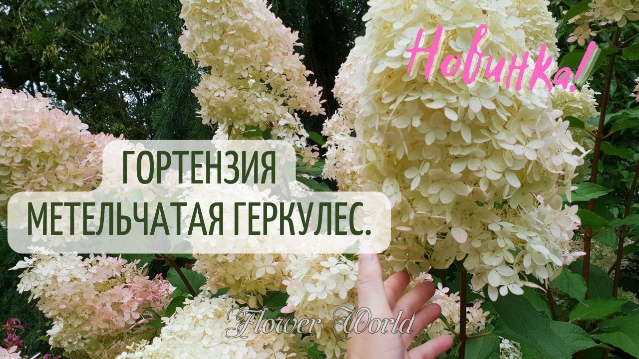 Новинка! Гортензия метельчатая Геркулес.?(hydrangea paniculata hercules).