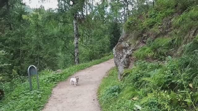 Белокуриха, тропа по среди гор, пьем чай травяной алтайский!