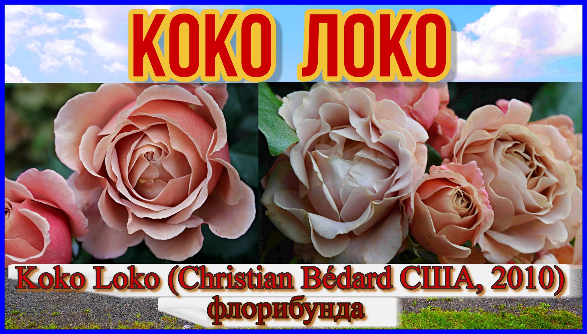 Роза Коко Локо (Флорибунда) Koko Loko (Christian Bédard США, 2010)