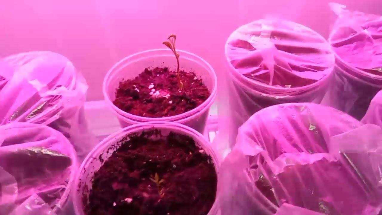 Фисташка Акбари. 6 день - Семена с хорошим стержнями посажены в грунт | Small Gardens