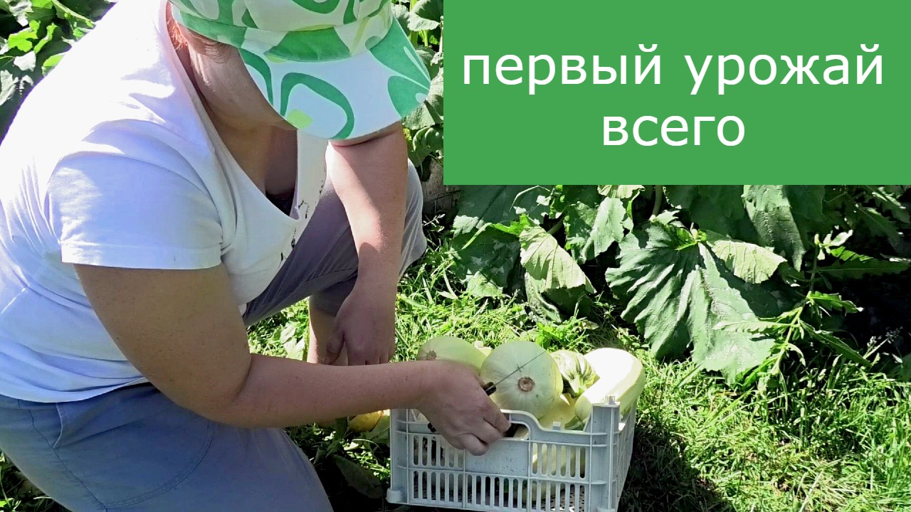 Первый урожай всего!!! 28 июля.