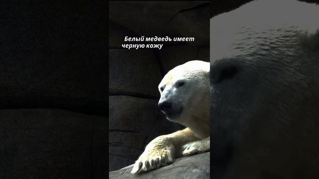 Белый медведь 🐻❄