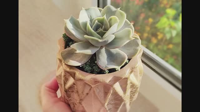 Эхеверия Лилацина в горшочке, сделанном своими руками.