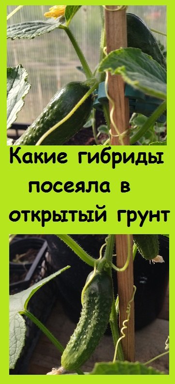 Гибриды ОГУРЦОВ ДЛЯ ОТКРЫТОГО ГРУНТА, выбираю самые лучшие новинки и проверенные временем  #огород