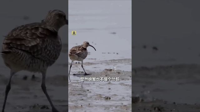 Морская птица