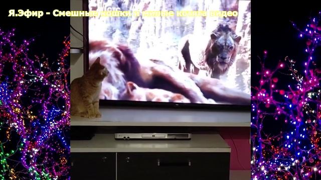 видео новинки про животных приколы, бесплатные видео приколы про животных, ютуб видео бесплатно