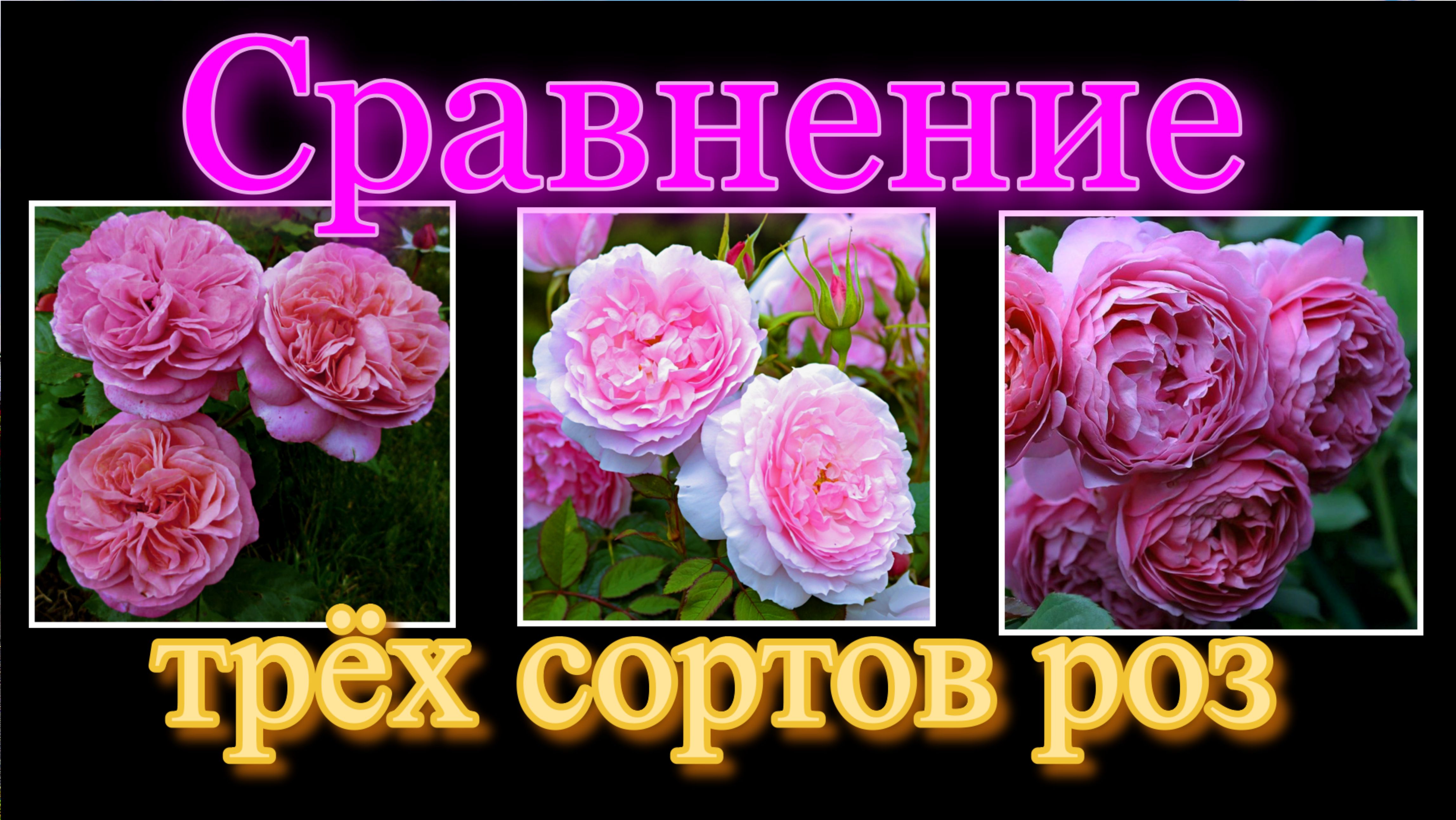 Сравнение трёх сортов роз Принцесс Александра  Оф Кент, Леди Солсбери,Мэри Энн.